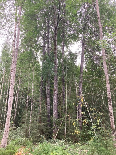 haapaa jätetty säästöpuiksi